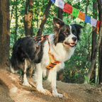 Dog Harness with Leash