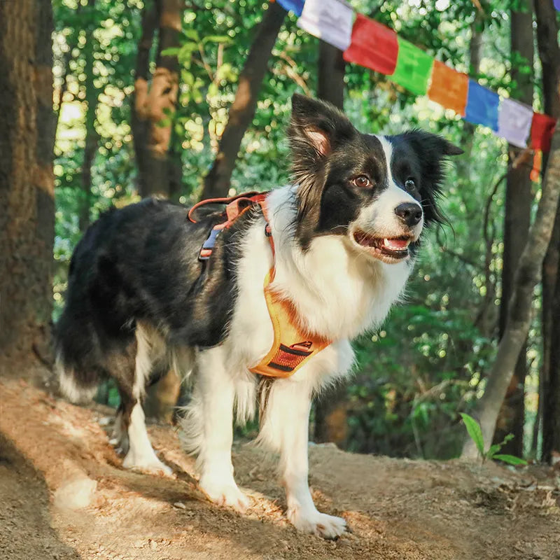 Dog Harness with Leash