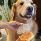 Pet Steam Brush
