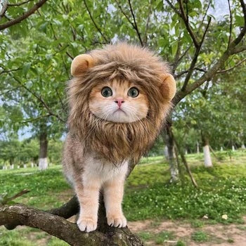Cat Lion Costume