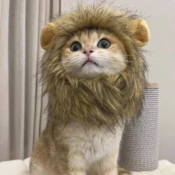 Cat Lion Costume
