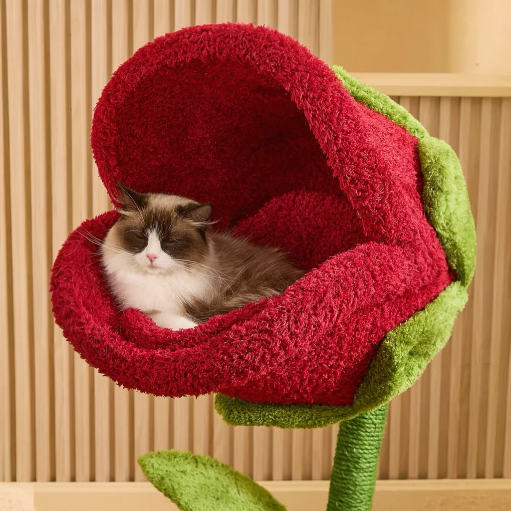 Cat Rose Bed